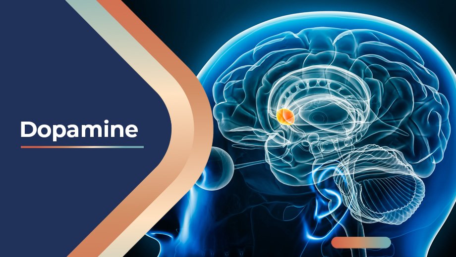 Dopamine 1 Human brain with highlighted area related to dopamine